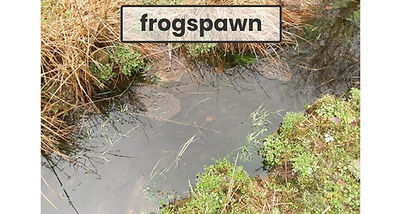 Frogspawn (Emily & Sarah).jfif