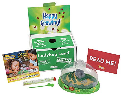 Insect Lore Ladybug Land Kit