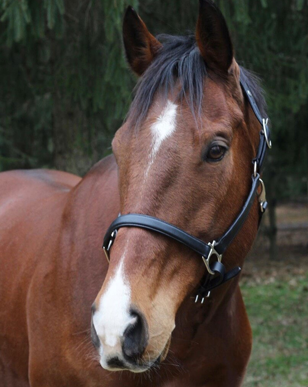 Henri de Rivel Everyday Halter