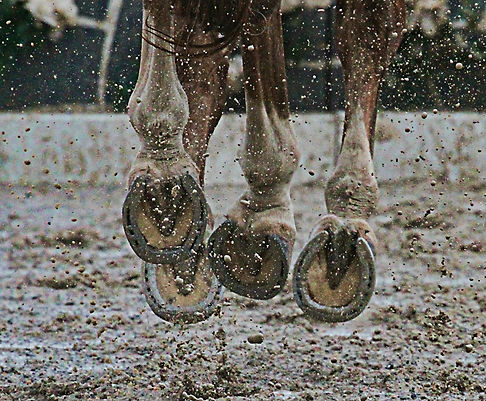 horse-76003_1920.JPG