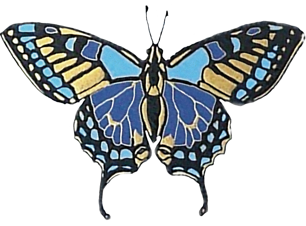 Schmetterling_Postkarte_web_gerade.png