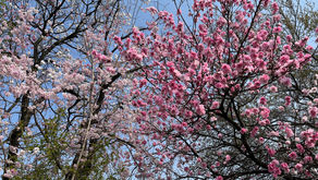 Japanese spring blossom