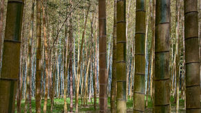 “The bamboo that bends is stronger than the oak that resists.”