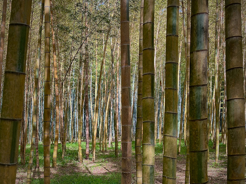 “The bamboo that bends is stronger than the oak that resists.”