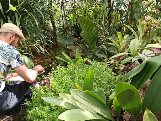 Dessin botanique aux serres tropicales