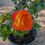 Thumbnail: Pinata Rose Bush