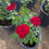 Thumbnail: Red Rose Bush