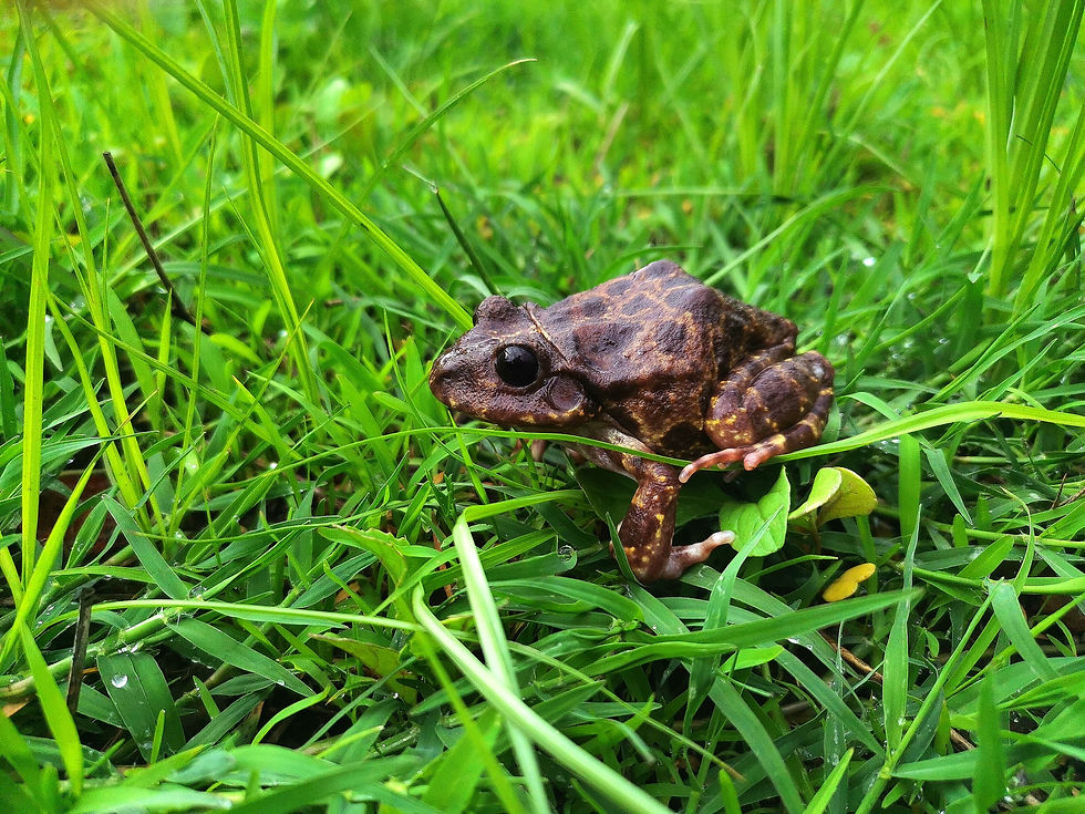 Rana ladradora amarilla (𝑪𝒓𝒂𝒖𝒈𝒂𝒔𝒕𝒐𝒓 𝒂𝒖𝒈𝒖𝒔𝒕𝒊)