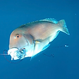 Fish hooked on a fishing line at the Whitsunday Islands