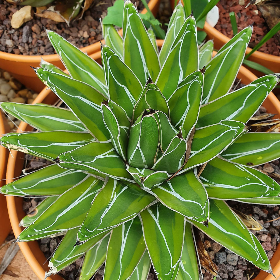 agave queen victoria varigated