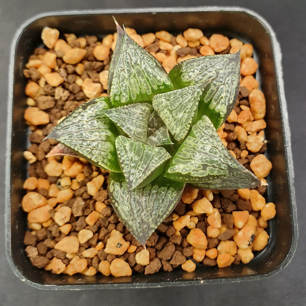 SHUTENDOUJI X FORBIDDEN CITY