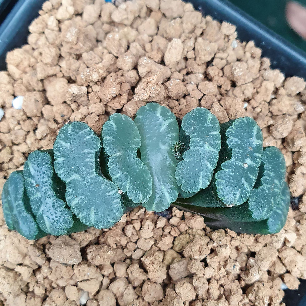 Truncata lion dance