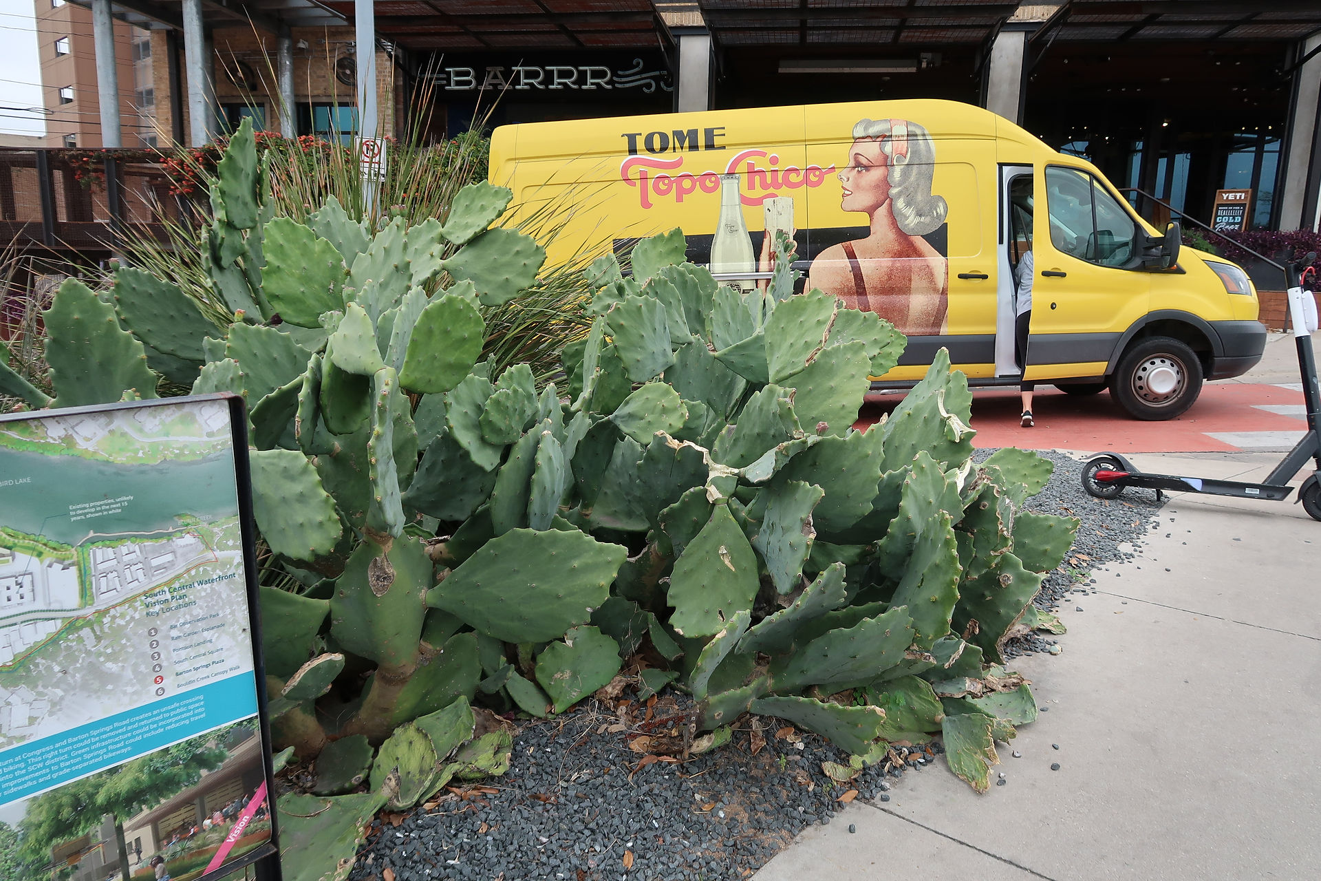 Exotic plants Austin