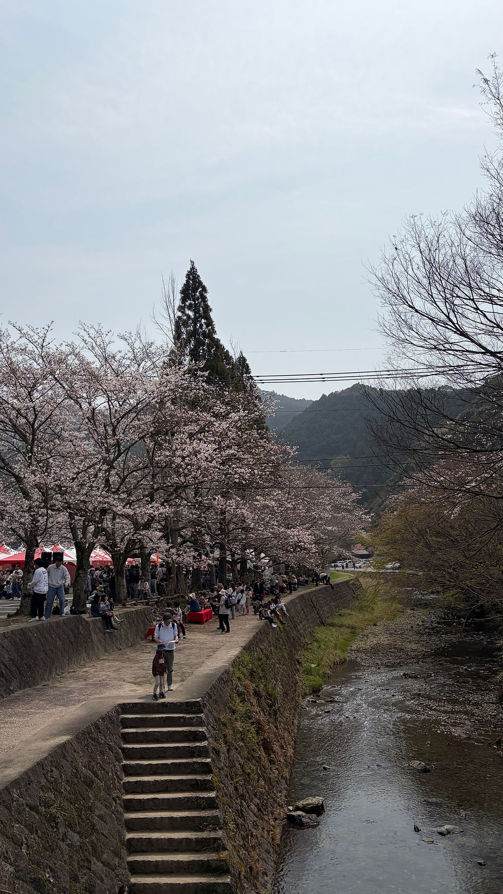 第10回　ひさやま猪野さくら祭り