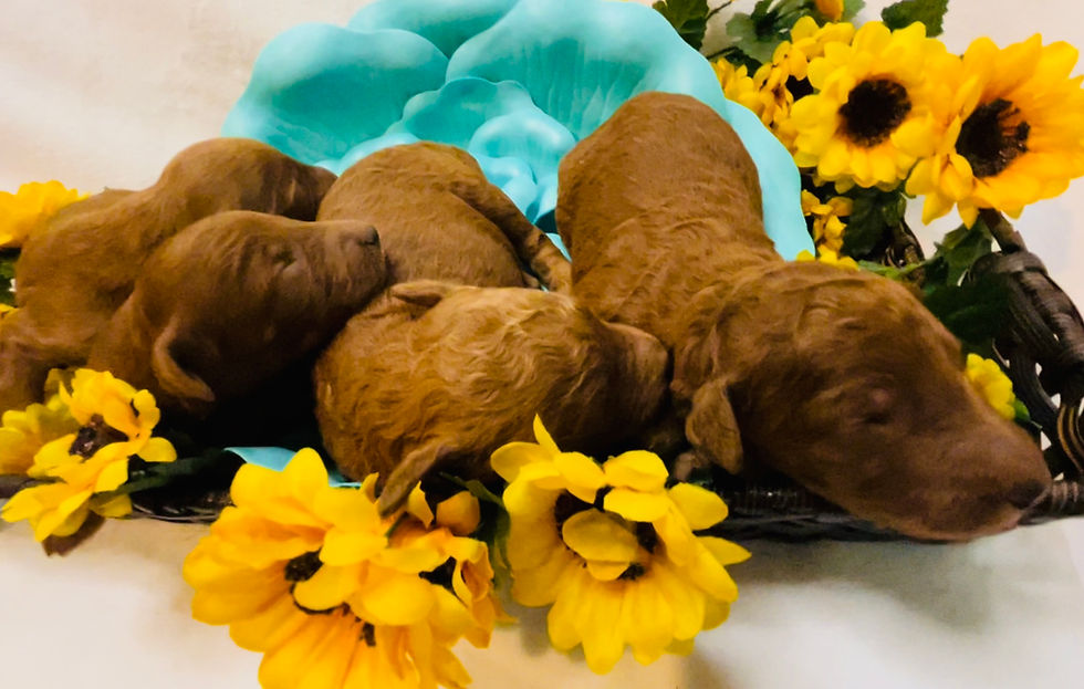 3 sizes of golden doodles (Mini, Medium, and Standard) from Justines retrievers and doodles