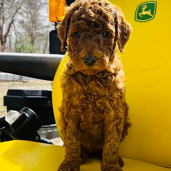 Mini Goldendoodles near NY