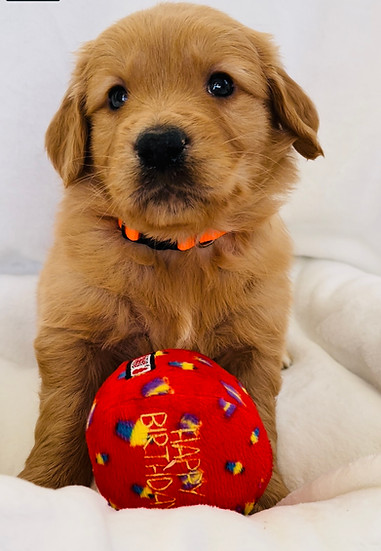 Golden Retriever puppy from Justine's Retrievers and Doodles a Connecticut breeder