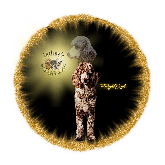 Stanard Goldendoodle puppies mother. Located in New Emgland. 