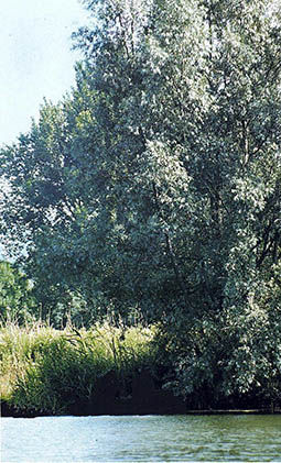 jardines sombra 12.jpg
