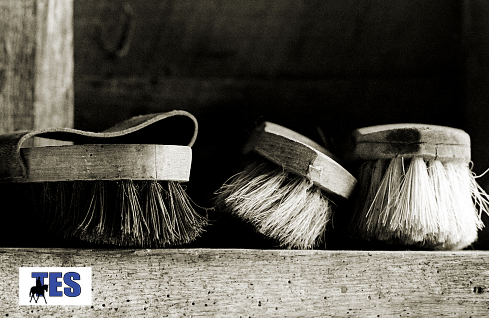 dandy brushes for grooming horses
