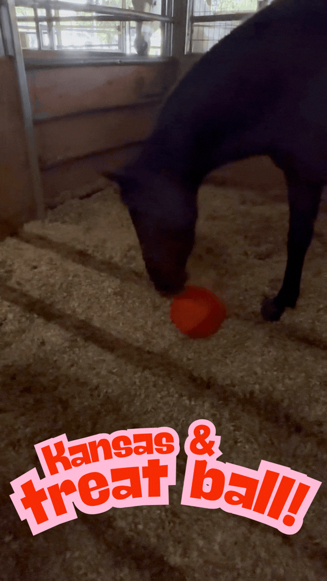 Kansas plays with the treat ball