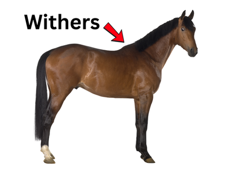 What Are Withers?