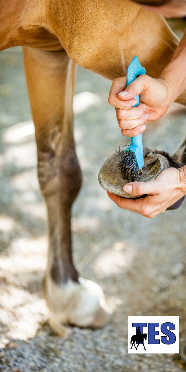 keeping a horse's hooves clean is an essential part of horse care