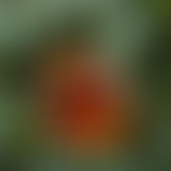 Why Natural Wellness and Natural Healing Methods Matter for Your Life