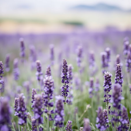 Exploring the Natural Wonders of Aromatherapy