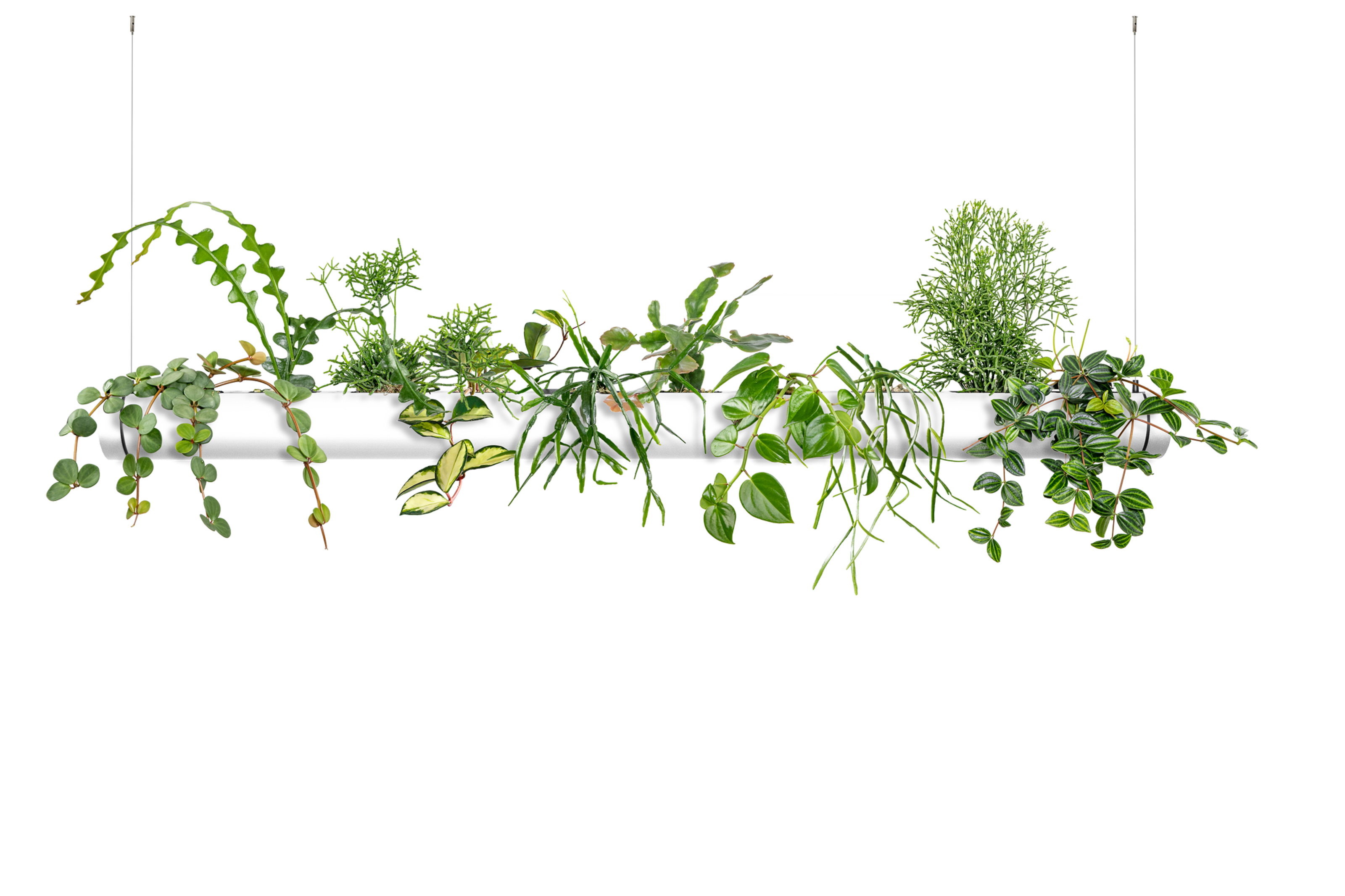 Set 1.0 Royal Weiss - limited edition