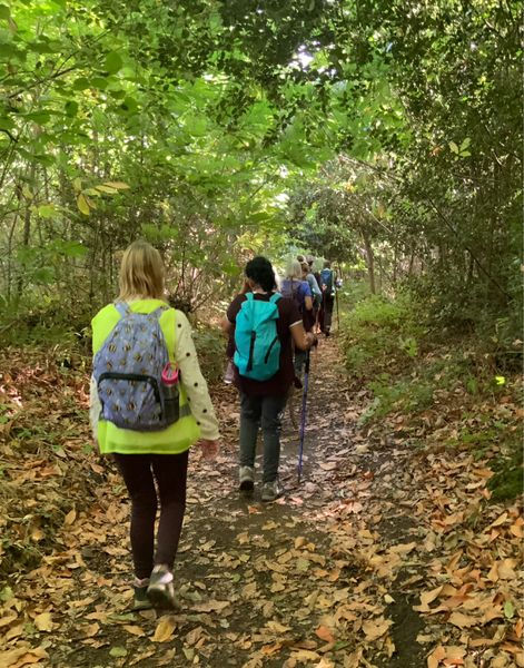 Kings Wood Walk