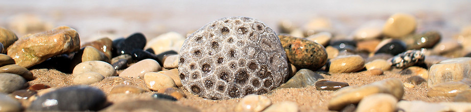 Beach Petoskey Stone