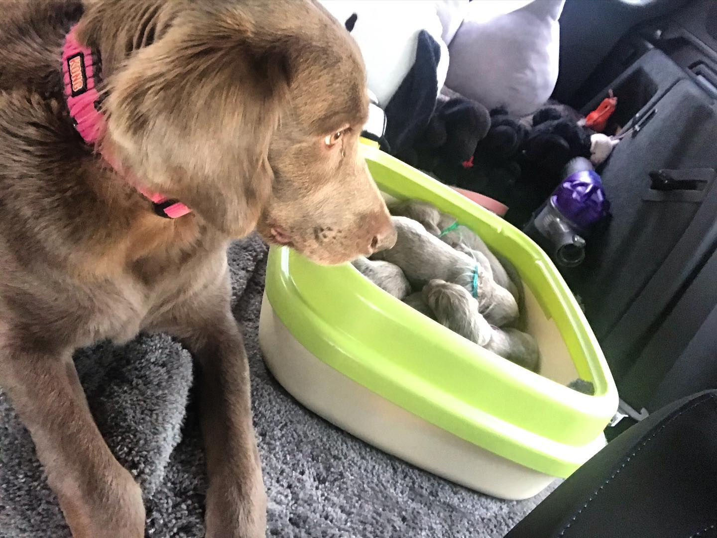 ワイマラナー2021年10月生まれ