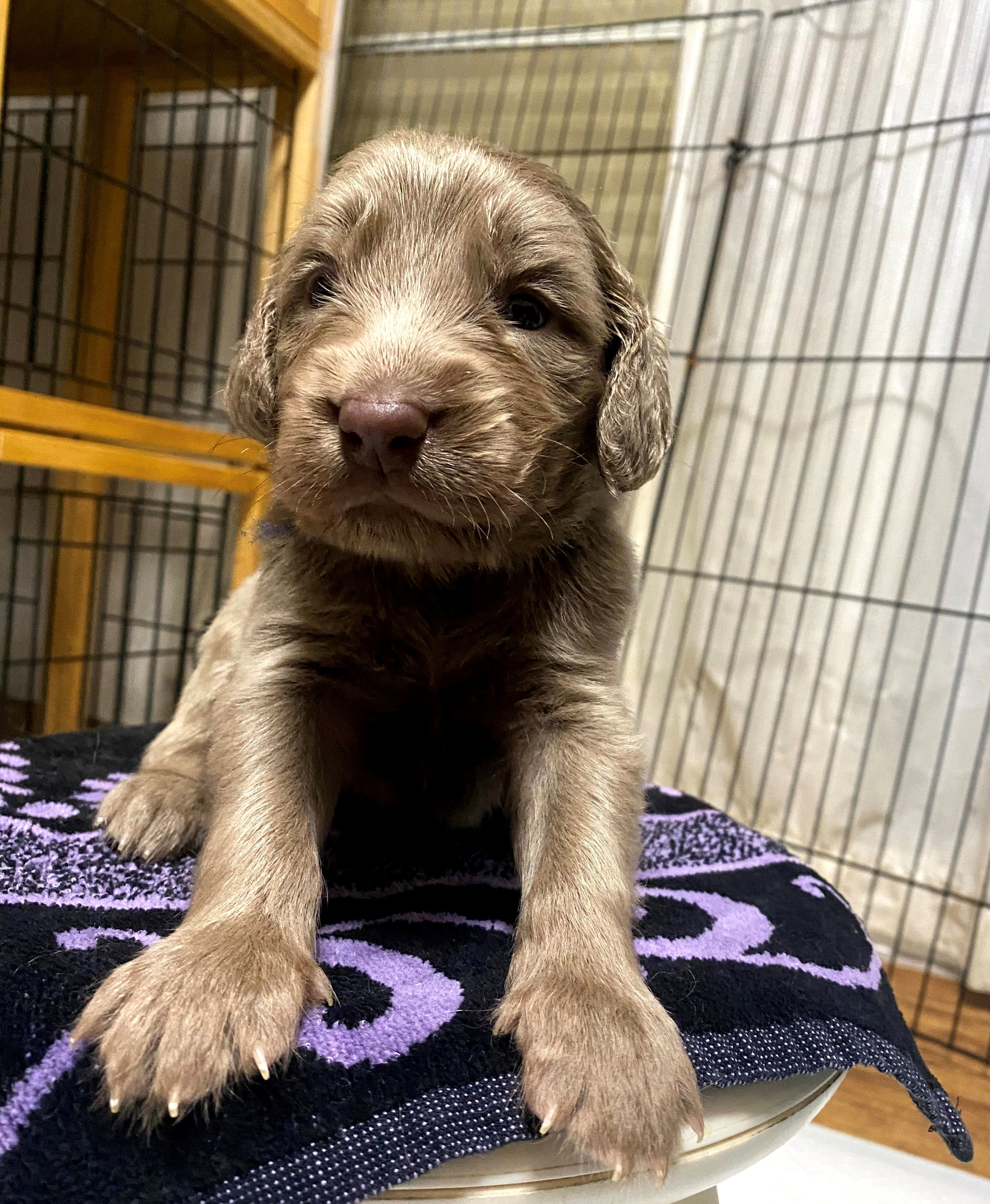 Ritter-ワイマラナー 男の子 紺リボン