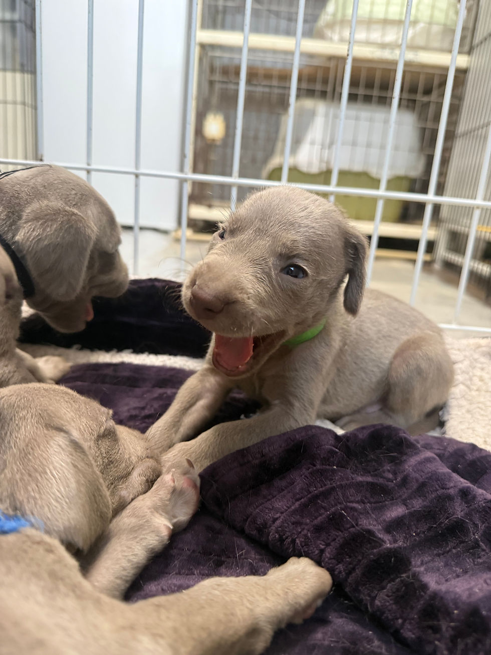 サムネイル： スムース男の子