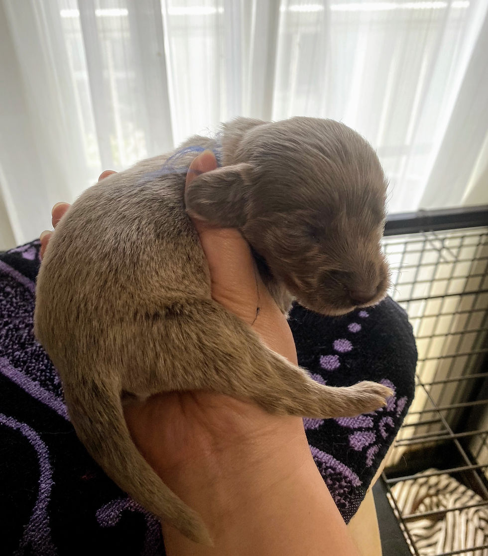 サムネイル： ワイマラナー♂ 紺色リボン