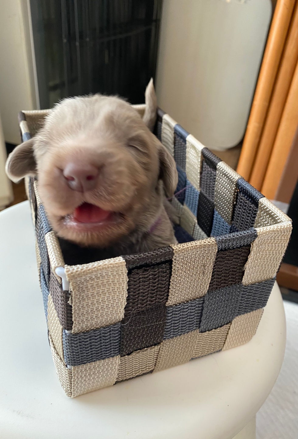 サムネイル： Vivi-ワイマラナー　女の子　Redリボン