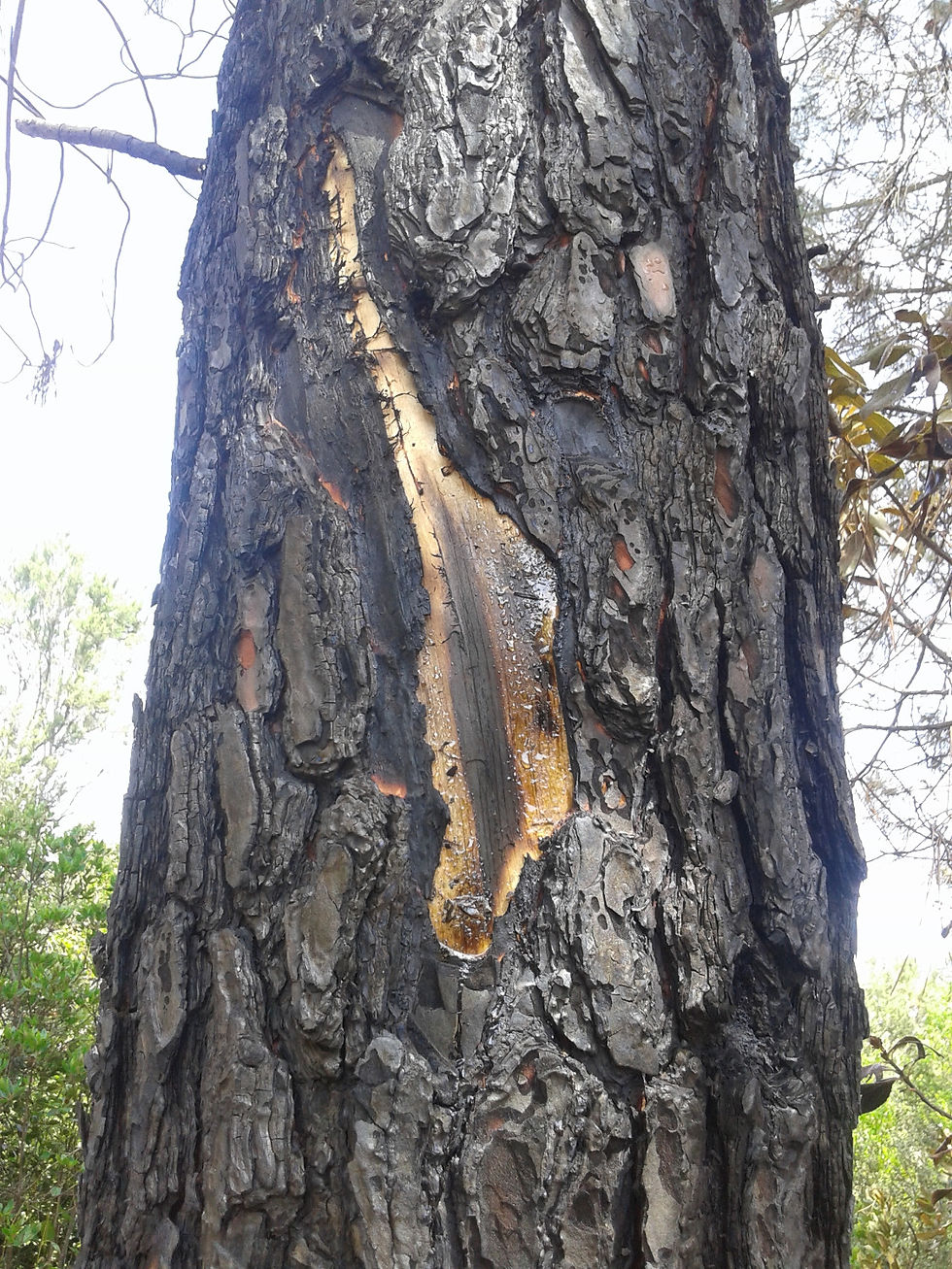 Arbre cremat per un llamp_edited