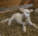 lambing seoson in May is the most wonderful time