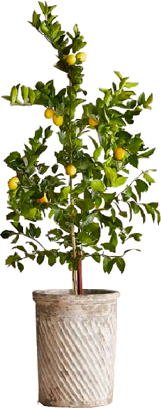 Faux Potted Lemon Tree