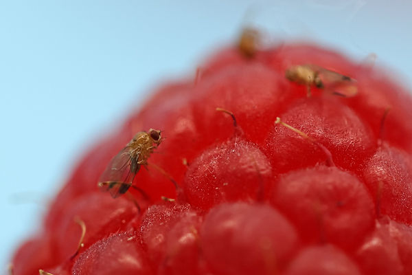 Drosophila suzukii on raspberry.jpg