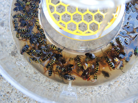 Falle_mit_Bierköder_4_und_Hornissensieb.