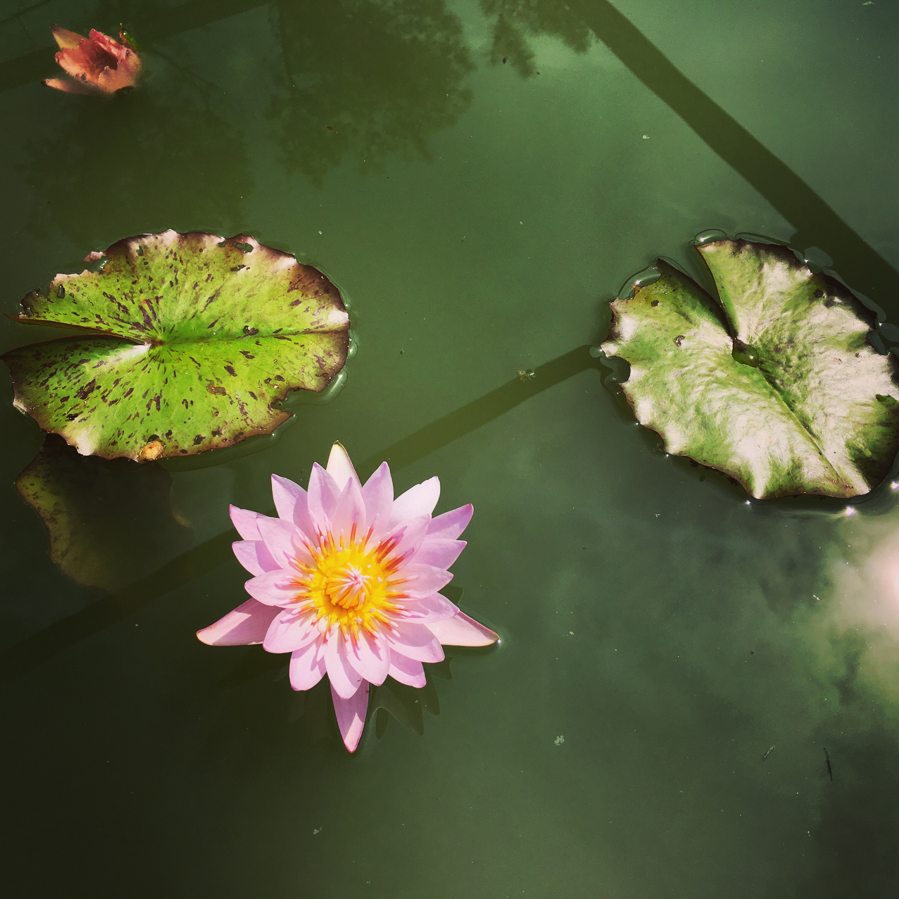 Lily of the Pond