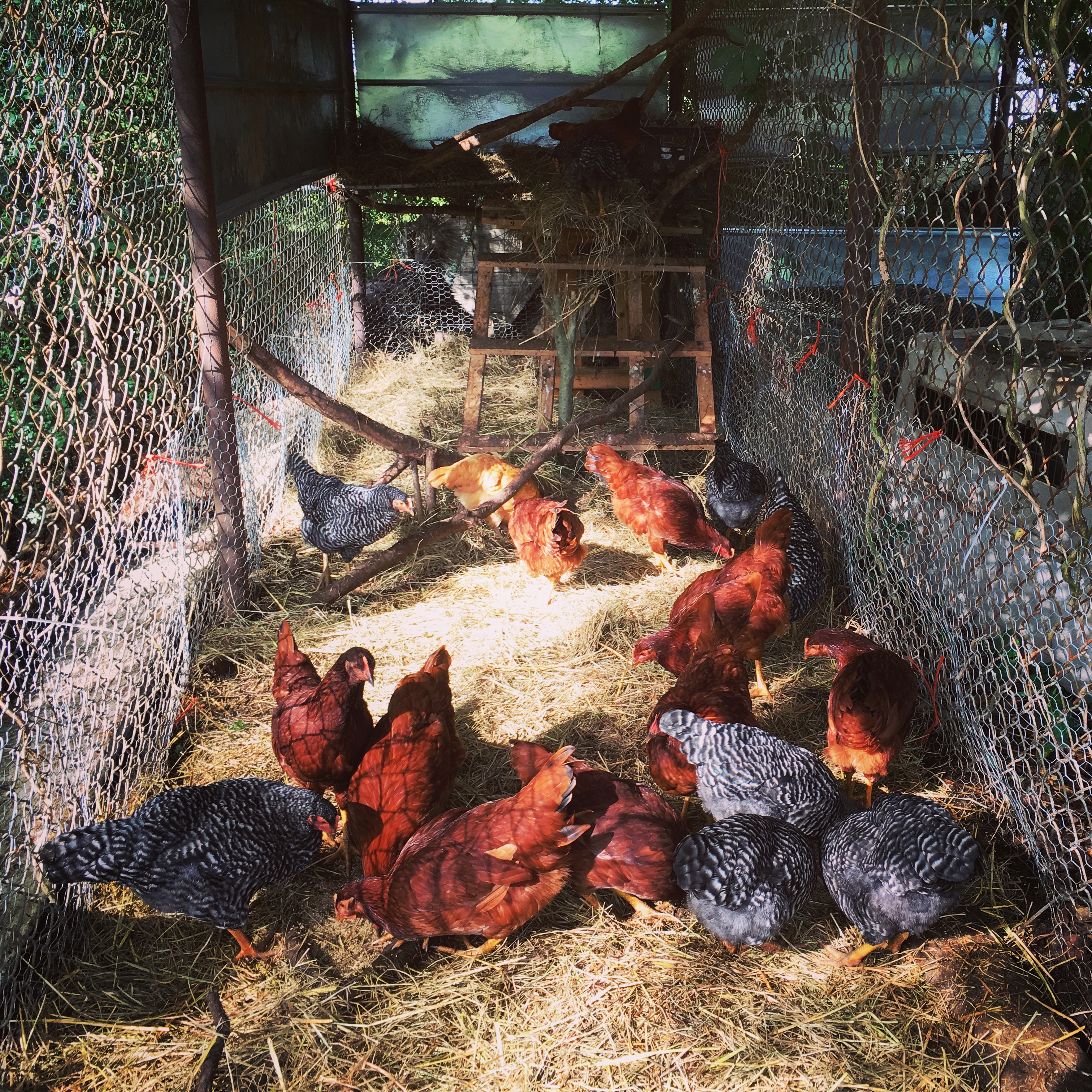 Hens in the Light