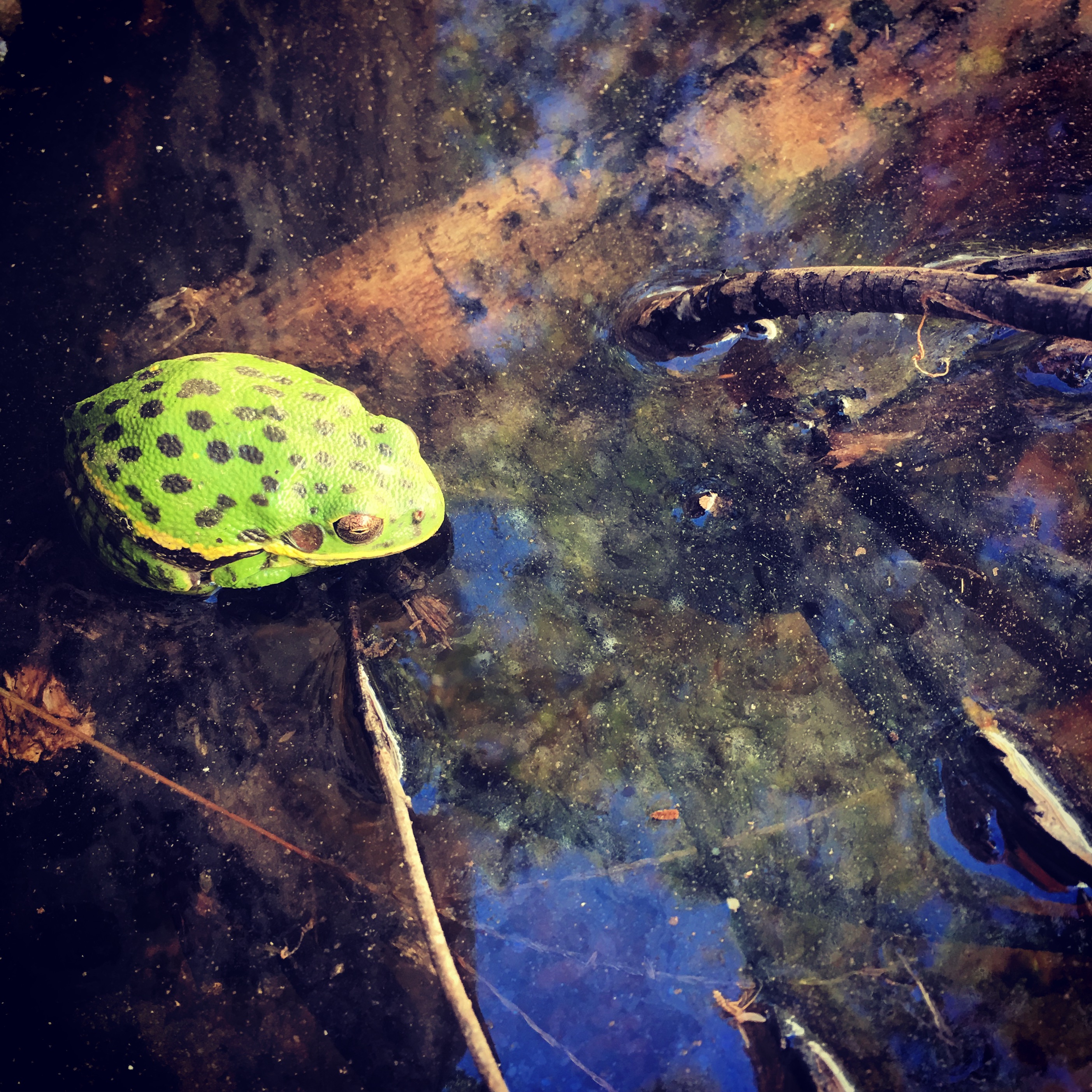 Dreaming Frog