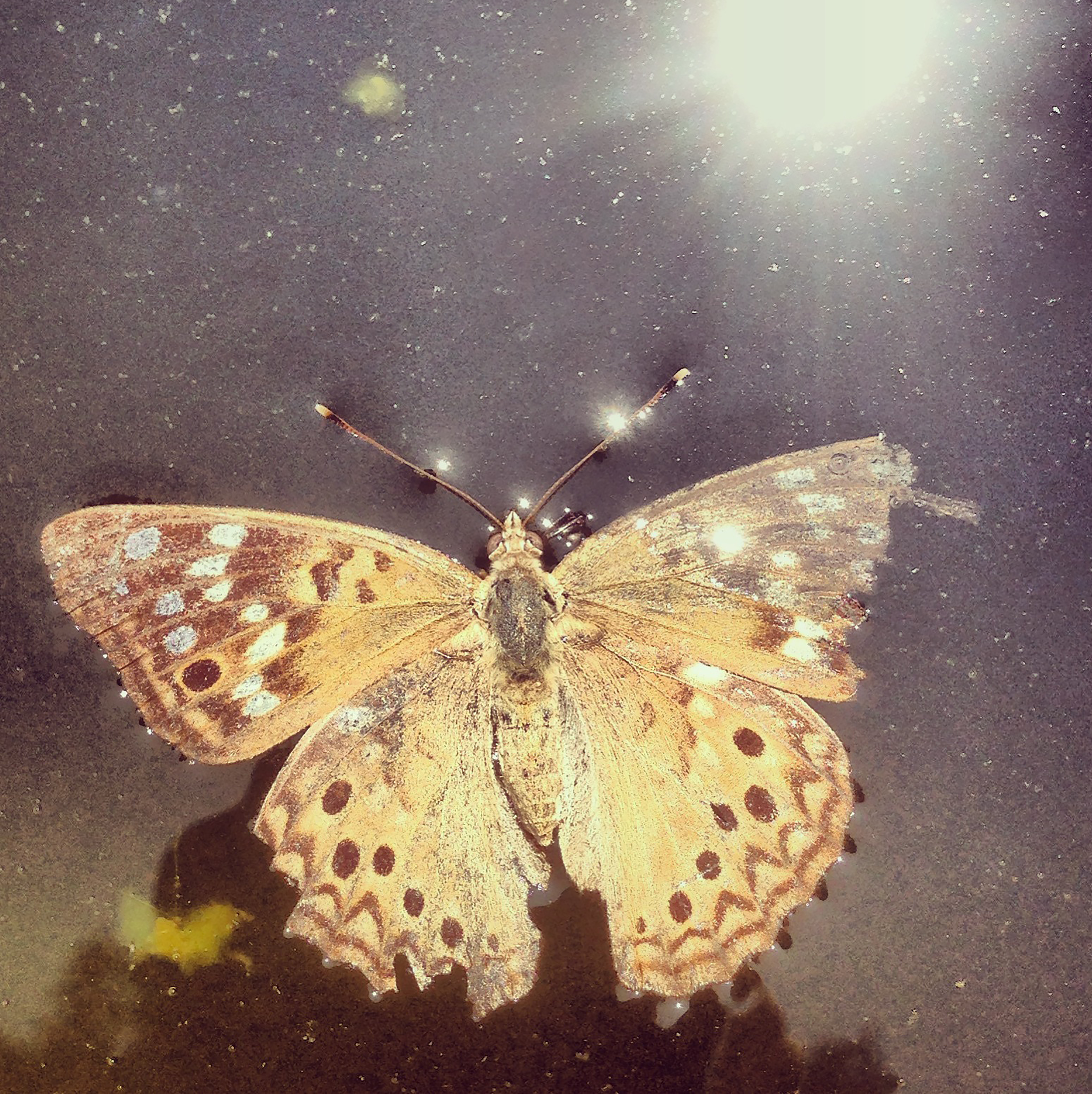 Cosmic Butterfly