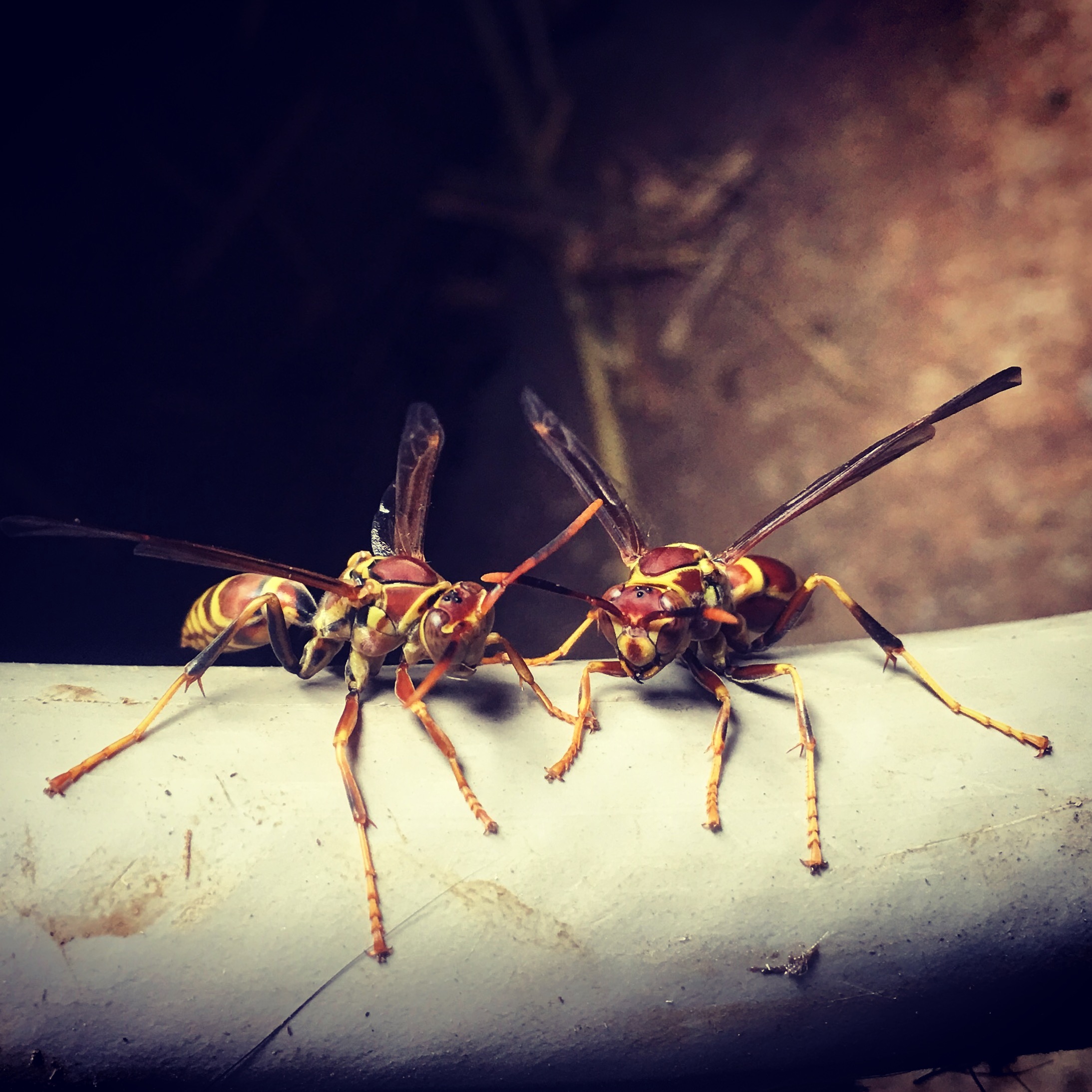Beautiful Enemy