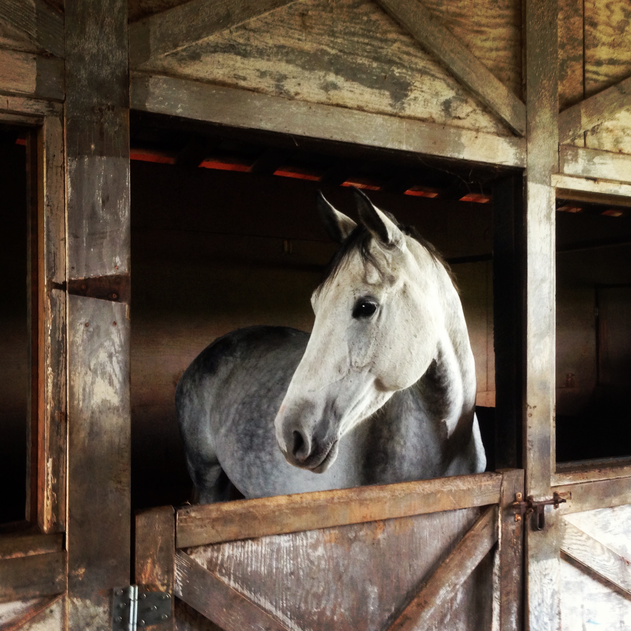 Luna in barn