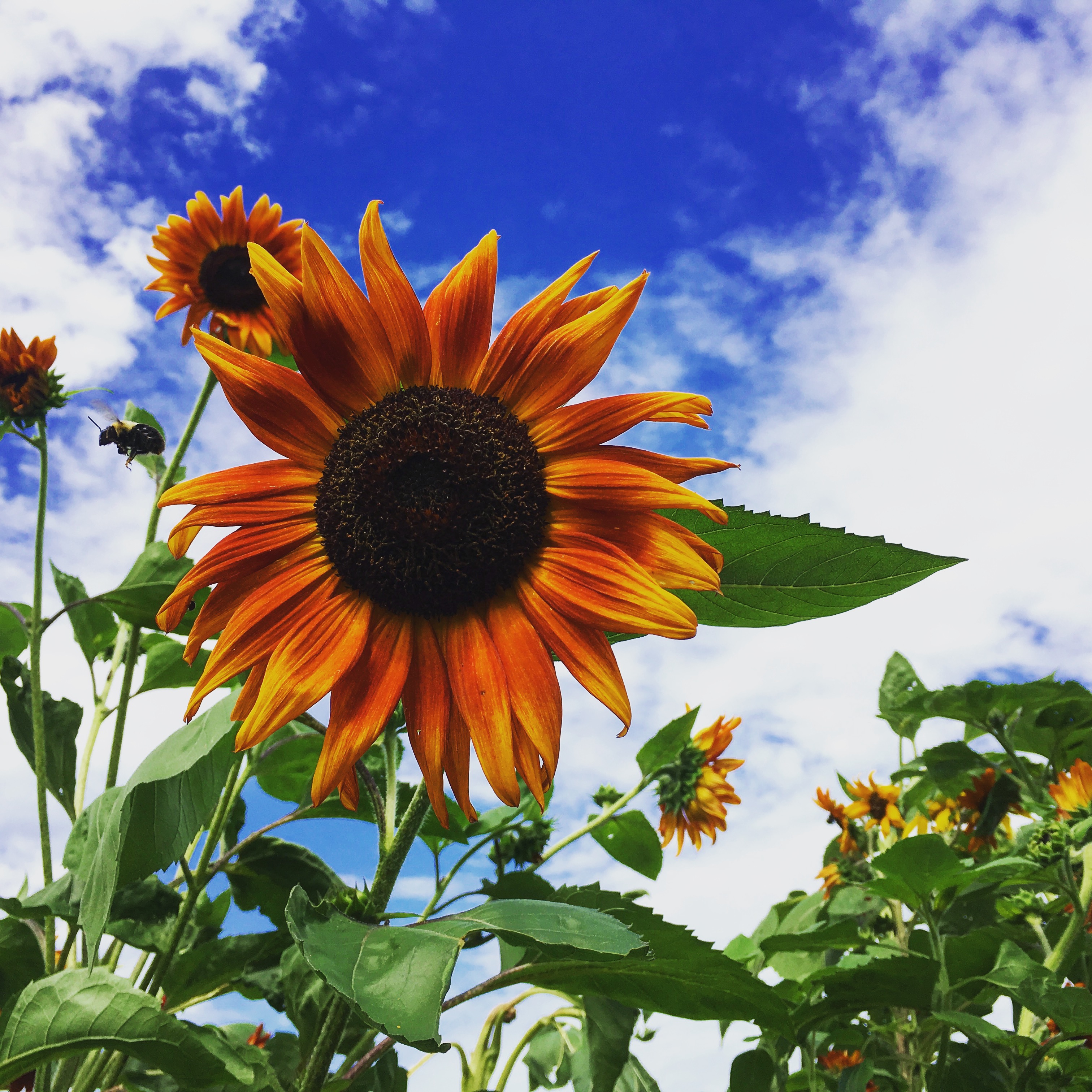 Mexican Sunflower