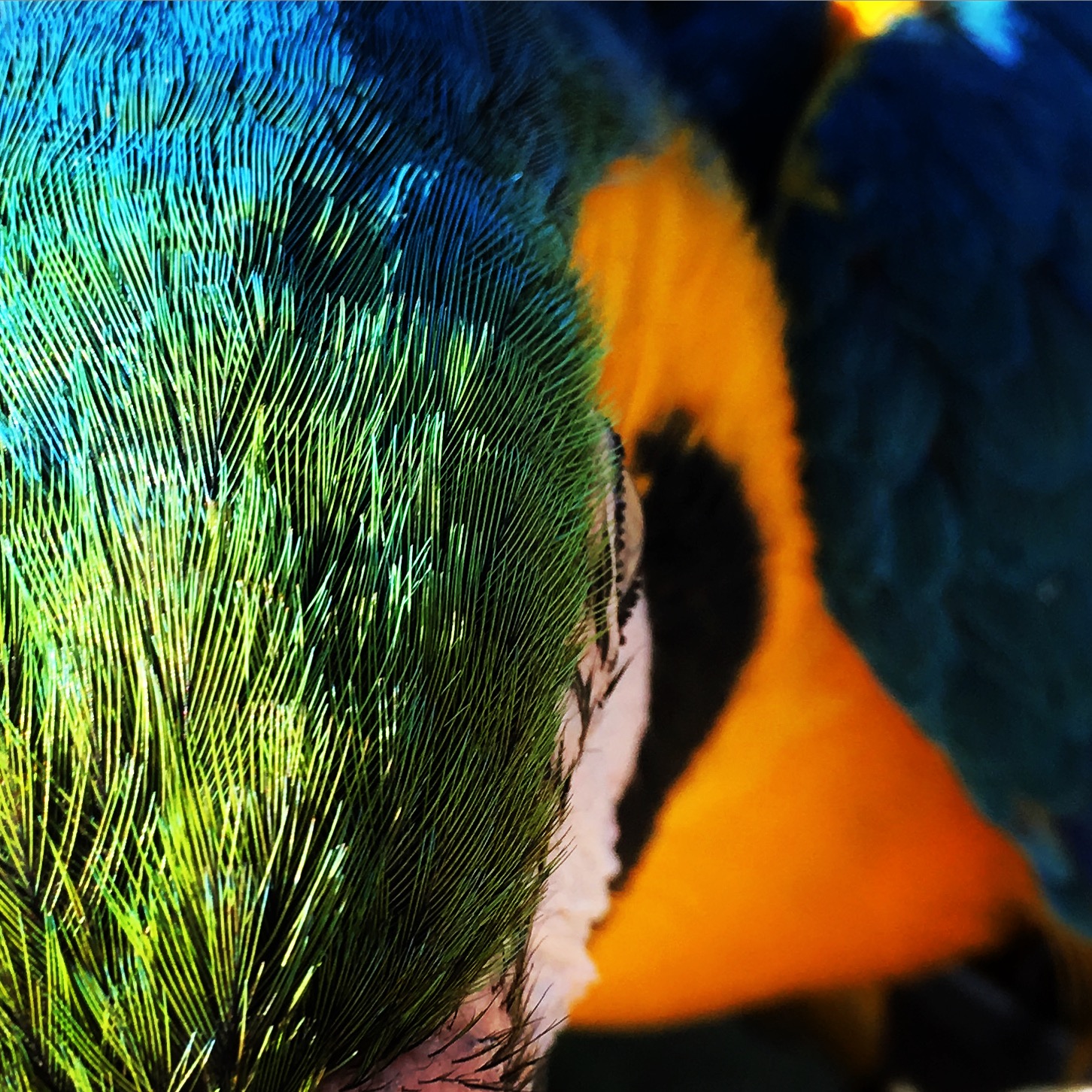 Blue & Gold Macaw Life 1